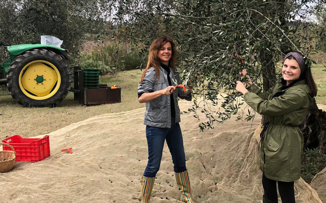 Olive Harvest